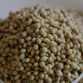 Maatrubhumi Coriander