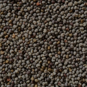 Maatrubhumi Poppy Seeds