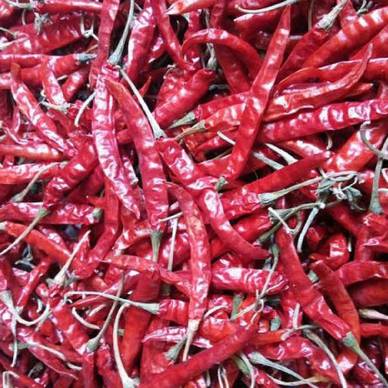 Maatrubhumi Guntur Sannam Chilli / S4 / S334 / Super 10