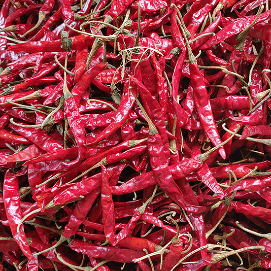 Maatrubhumi Teja Chilli / S17