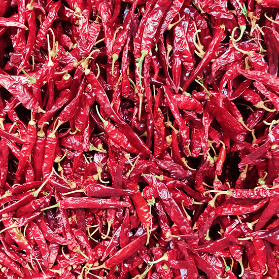 Maatrubhumi US 341 Long red Chilli’s